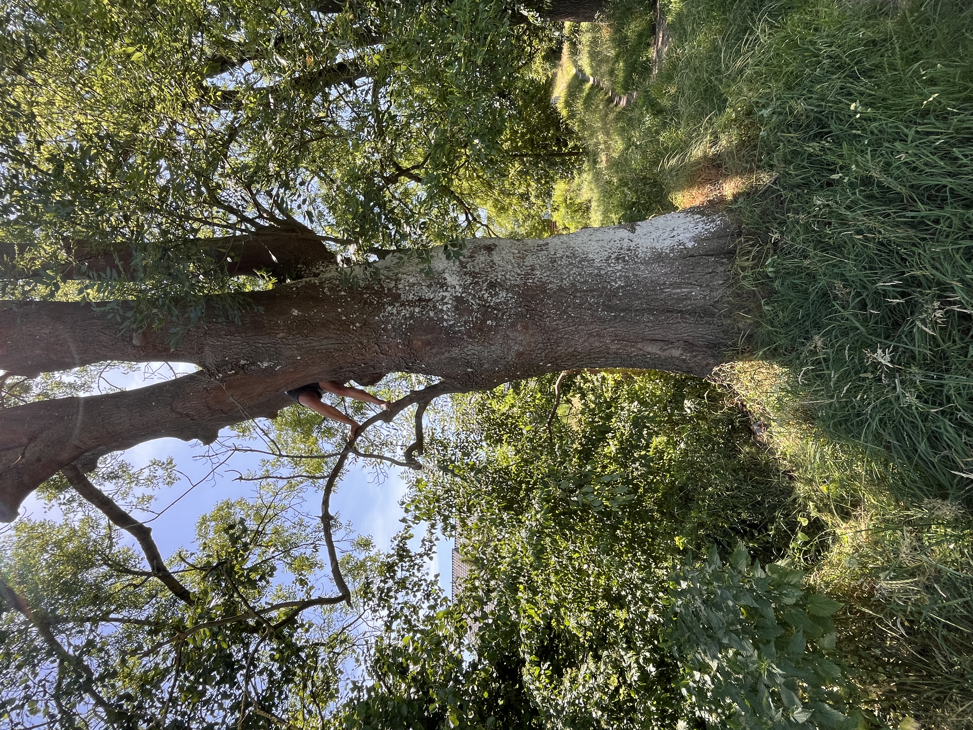 Climbing trees, again (guess they'll be countless)